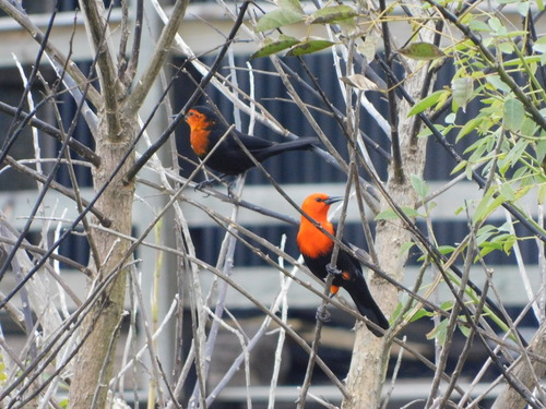 Scarlet-headed Blackbird (Amblyramphus holosericeus), photo 9