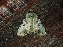 Perigea glaucoptera