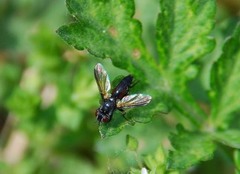 Leucostomatini