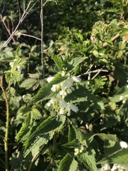 Lamium album