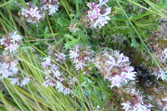 Lobelia jasionoides