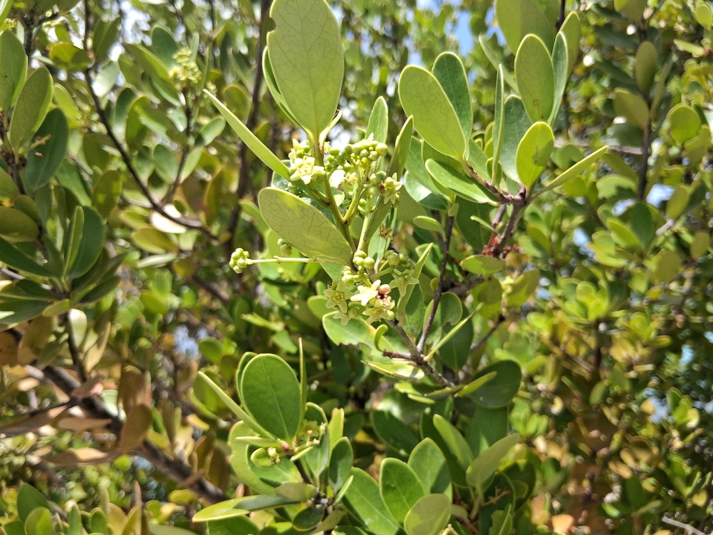 Elaeodendron xylocarpum; photograph author not stated, no rights reserved