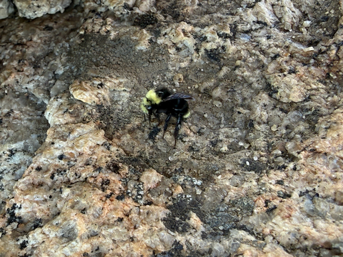 iNaturalist observation photo of Yellow-faced Bumble Bee