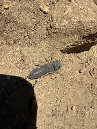 iNaturalist observation photo of Western Eyed Click Beetle