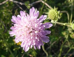 Knautia collina