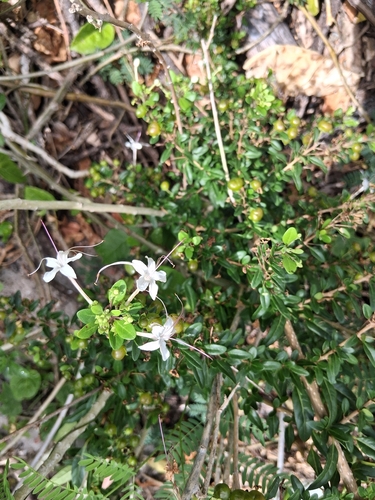 Volkameria aculeata, photograph 1