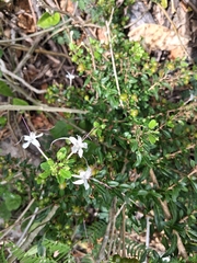 Volkameria aculeata