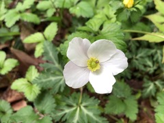 Anemonoides nikoensis