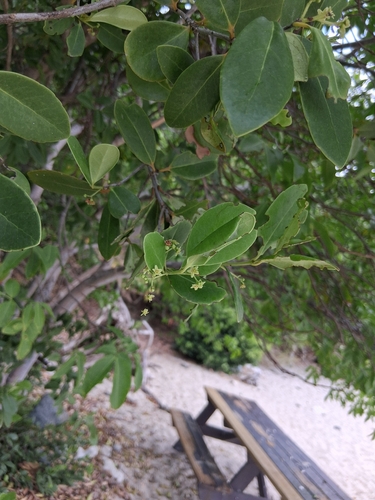 Elaeodendron xylocarpum, photograph 4