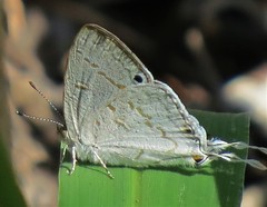 Leptomyrina hirundo
