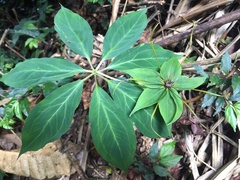 Paris polyphylla stenophylla