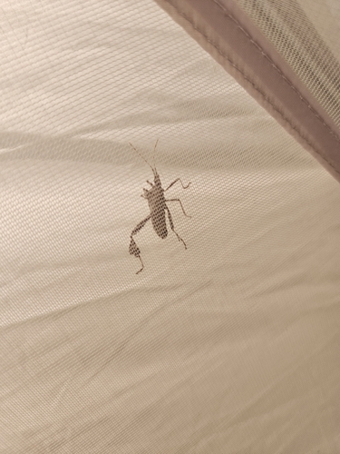 iNaturalist observation photo of Leptoglossus