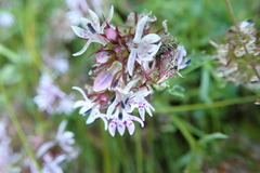 Lobelia jasionoides