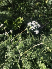 Anthriscus sylvestris