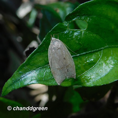Scythropiodes