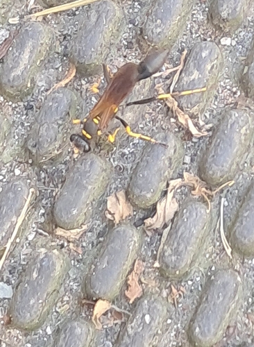 Yellow-legged Mud-dauber Wasp