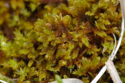 Palustriella falcata observed 2026-06-14
