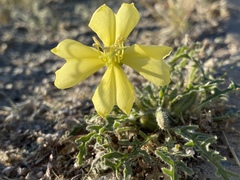 Oenothera primiveris primiveris