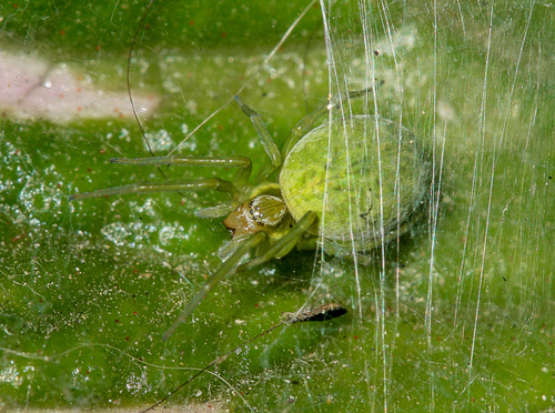 Green Meshweaver