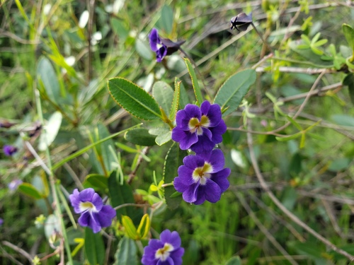 Tropaeolum azureum, photograph 6