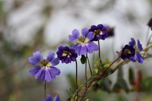 Tropaeolum azureum, photograph 5