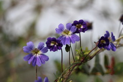 Tropaeolum azureum, photograph (c) Cesar Ormazabal, some rights reserved (CC BY)
