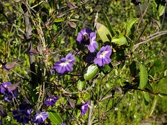 Tropaeolum azureum, photograph (c) Cesar Ormazabal, some rights reserved (CC BY)