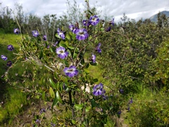 Tropaeolum azureum, photograph (c) Cesar Ormazabal, some rights reserved (CC BY)