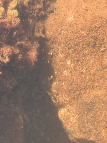 Percnon planissimum observed 2026-06-03