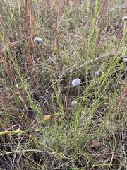 Lasiosiphon sericocephalus