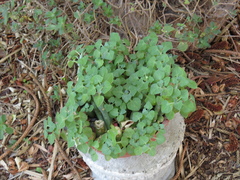 Baculellum articulatum