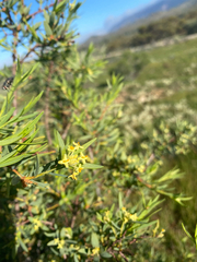 Pimelea microcephala, photograph (c) krumpianking, some rights reserved (CC BY)