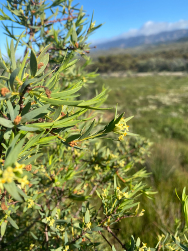 Pimelea microcephala, photograph 2