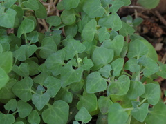 Baculellum articulatum