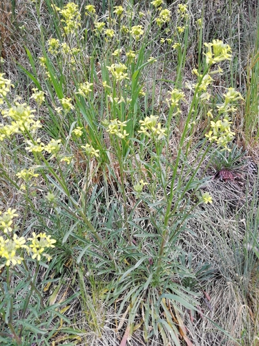 Erysimum crepidifolium (Erysimum crepidifolium)