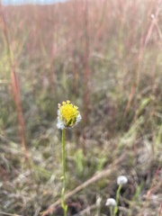 Lasiosiphon sericocephalus