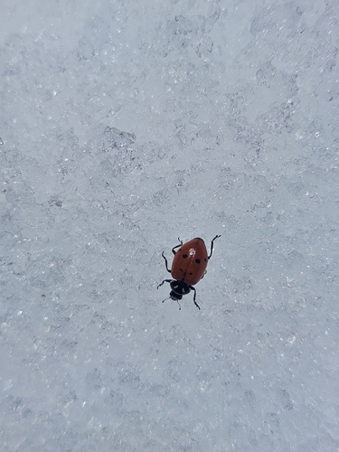 iNaturalist observation photo of Convergent Lady Beetle