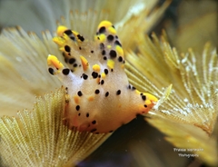 Thecacera