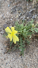 Oenothera primiveris primiveris