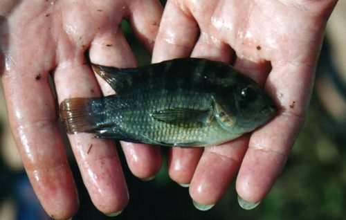 Amazon cichlid (Cichlasoma amazonarum) — Cichlidae — 4