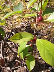 Contarinia cerasiserotinae
