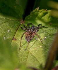Pardosa prativaga