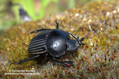 Scarabaeus laticollis