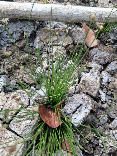 Eleocharis geniculata