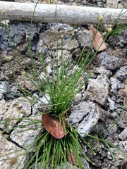 Eleocharis geniculata
