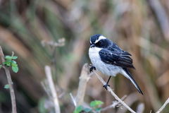 Gray Bushchat photo 2
