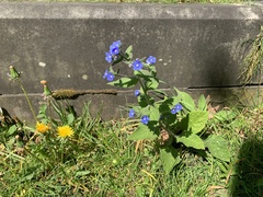Pentaglottis sempervirens