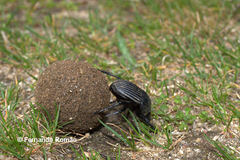 Scarabaeus laticollis