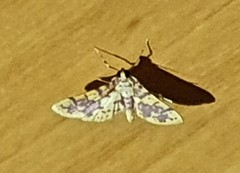 Conogethes haemactalis