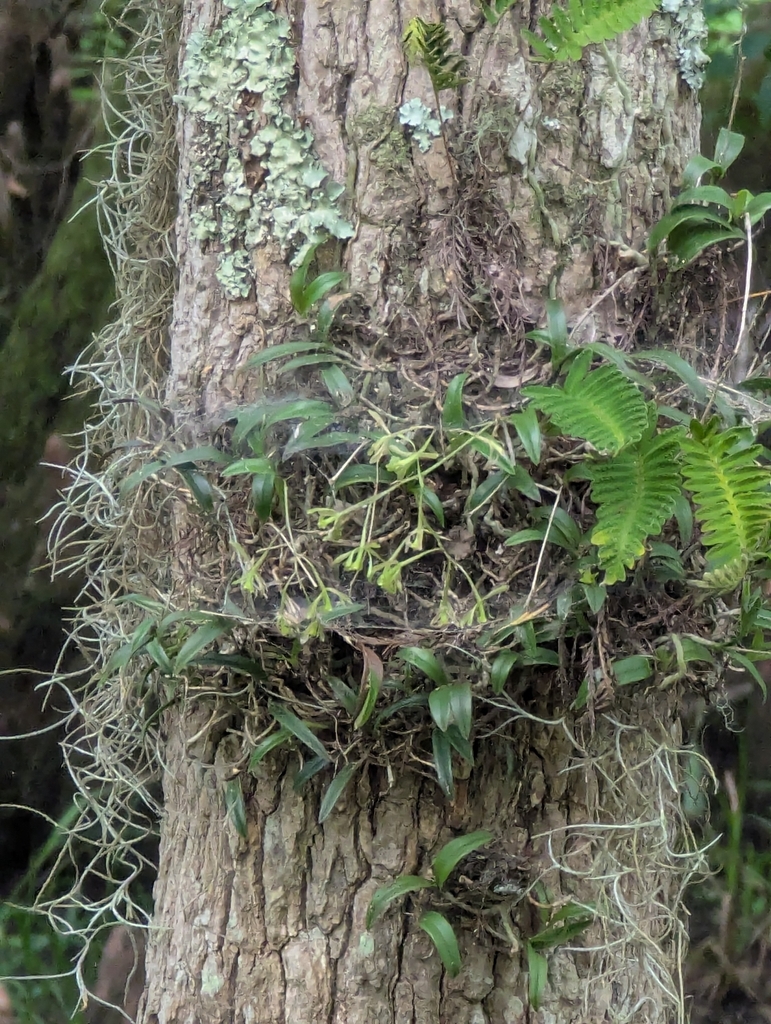 Epidendrum magnoliae Muhl. 3